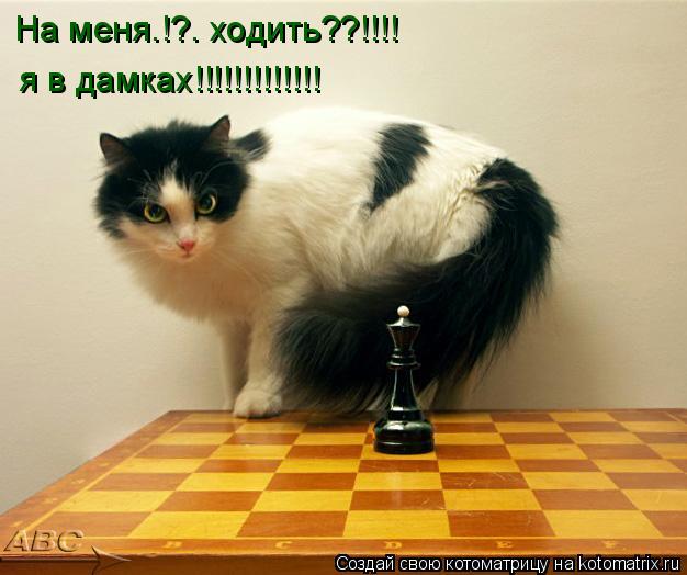 На меня.!?. ходить??!!!! я в дамках!!!!!!!!!!!!!... Котоматрица: На меня.!?. ходить??!!!! я в дамках!!!!!!!!!!!!!