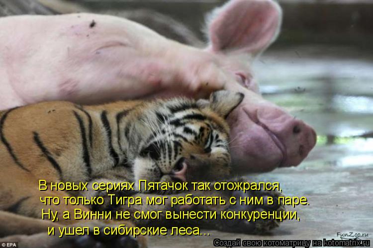 В новых сериях Пятачок так отожрался, что только Тигра мог работать с ним в паре. Ну, а Винни не смог... Котоматрица: В новых сериях Пятачок так отожрался, что только Тигра мог работать с ним в паре. Ну, а Винни не смог вынести конкуренции, и ушел в сибирские