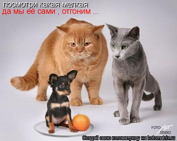 посмотри какая мелкая да мы её сами , отгоним ...... Котоматрица: посмотри какая мелкая да мы её сами , отгоним ...