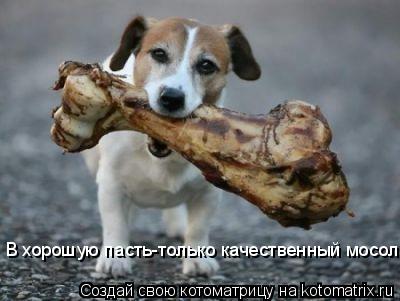 В хорошую пасть-только качественный мосол... Котоматрица: В хорошую пасть-только качественный мосол