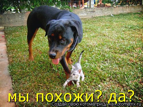 мы похожи? да?... Котоматрица: мы похожи? да?