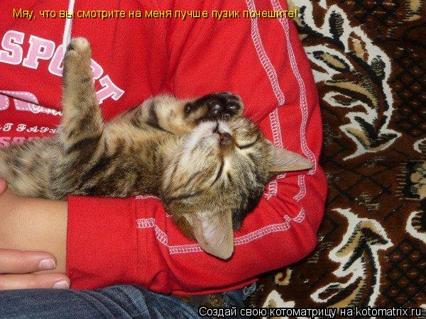 Мяу, что вы смотрите на меня лучше пузик почешите!... Котоматрица: Мяу, что вы смотрите на меня лучше пузик почешите!