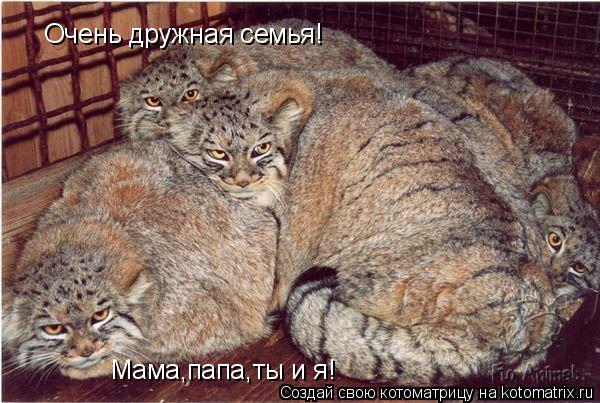 Очень дружная семья! Мама,папа,ты и я!... Котоматрица: Очень дружная семья! Мама,папа,ты и я!