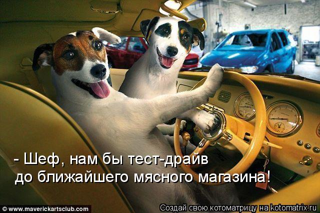 - Шеф, нам бы тест-драйв до ближайшего мясного магазина!... Котоматрица: - Шеф, нам бы тест-драйв до ближайшего мясного магазина!