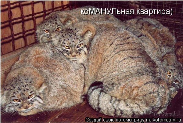 коМАНУЛьная квартира)... Котоматрица: коМАНУЛьная квартира)