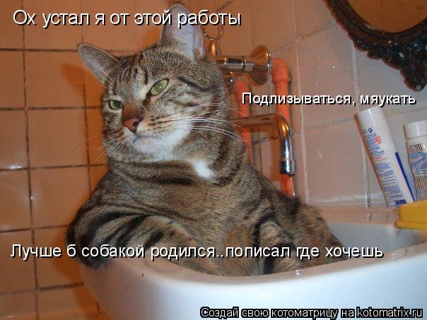 Ох устал я от этой работы Подлизываться, мяукать Лучше б собакой родился..пописал где хочешь... Котоматрица: Ох устал я от этой работы Подлизываться, мяукать Лучше б собакой родился..пописал где хочешь