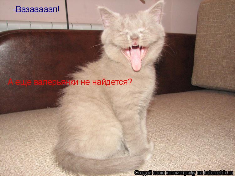 -Вазааааап! А еще валерьянки не найдется?... Котоматрица: -Вазааааап! А еще валерьянки не найдется?