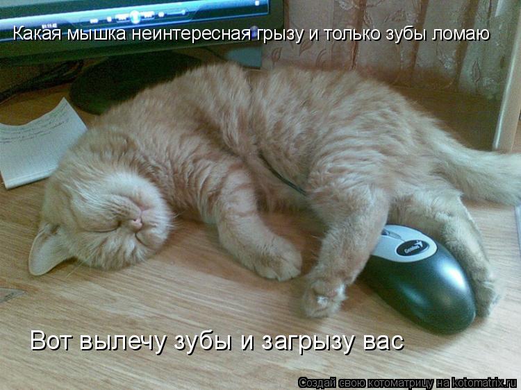 Какая мышка неинтересная грызу и только зубы ломаю Вот вылечу зубы и загрызу вас... Котоматрица: Какая мышка неинтересная грызу и только зубы ломаю Вот вылечу зубы и загрызу вас