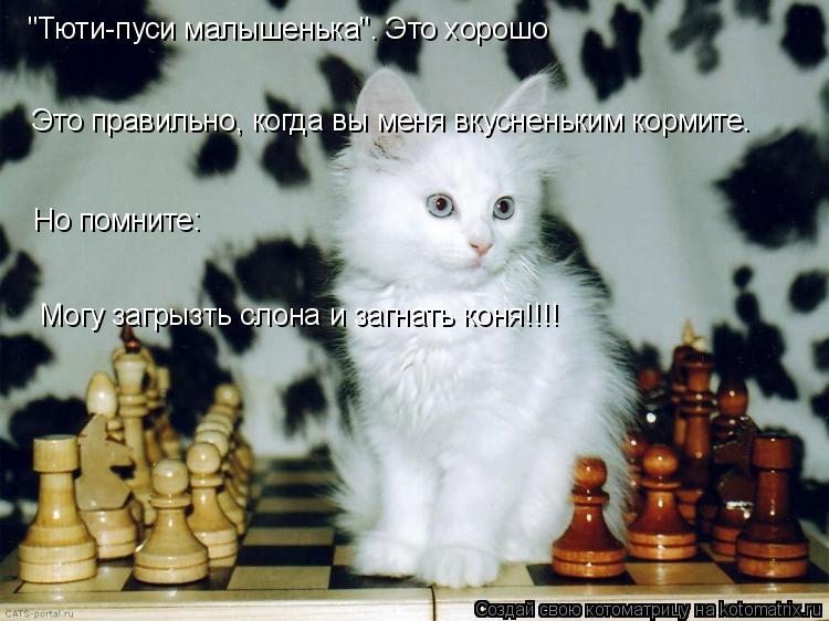 "Тюти-пуси малышенька". Это хорошо Могу загрызть слона и загнать коня!!!! Это правильно, когда вы мен... Котоматрица: "Тюти-пуси малышенька". Это хорошо Могу загрызть слона и загнать коня!!!! Это правильно, когда вы меня вкусненьким кормите. Но помните:
