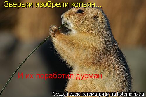 Зверьки изобрели кольян... И их поработил дурман... Котоматрица: Зверьки изобрели кольян... И их поработил дурман