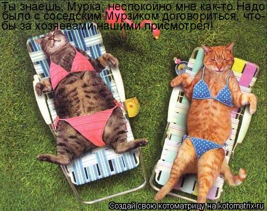 Ты знаешь, Мурка, неспокойно мне как-то.Надо было с соседским Мурзиком договориться, что- бы за хозяе... Котоматрица: Ты знаешь, Мурка, неспокойно мне как-то.Надо было с соседским Мурзиком договориться, что- бы за хозяевами нашими присмотрел!