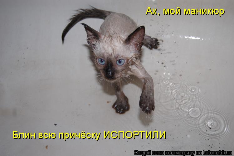 Блин всю причёску ИСПОРТИЛИ Ах, мой маникюр... Котоматрица: Блин всю причёску ИСПОРТИЛИ Ах, мой маникюр