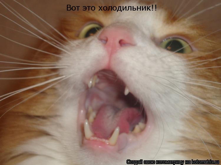 Вот это холодильник!!... Котоматрица: Вот это холодильник!!