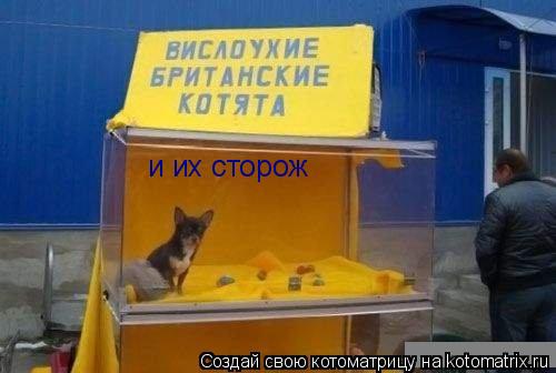 и их сторож... Котоматрица: и их сторож