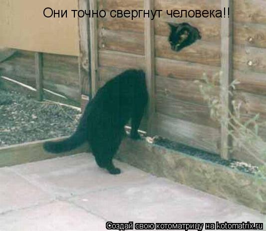 Они точно свергнут человека!!... Котоматрица: Они точно свергнут человека!!