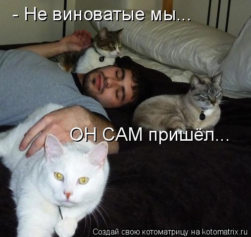 - Не виноватые мы... ОН САМ пришёл...... Котоматрица: - Не виноватые мы... ОН САМ пришёл...