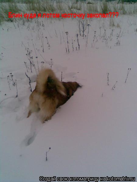 Блин куда я лотом косточку закопал??? Блин куда я лотом косточку закопал???... Котоматрица: Блин куда я лотом косточку закопал??? Блин куда я лотом косточку закопал???