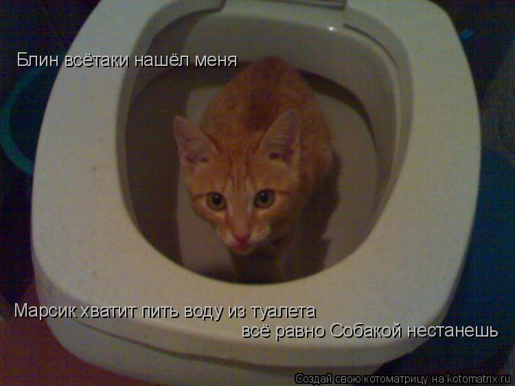 Блин всётаки нашёл меня Марсик хватит пить воду из туалета всё равно Собакой нестанешь... Котоматрица: Блин всётаки нашёл меня Марсик хватит пить воду из туалета всё равно Собакой нестанешь