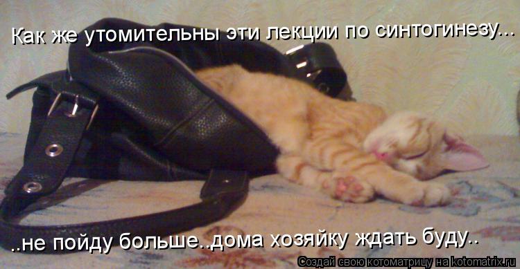 Как же утомительны эти лекции по синтогинезу... ..не пойду больше..дома хозяйку ждать буду..... Котоматрица: Как же утомительны эти лекции по синтогинезу... ..не пойду больше..дома хозяйку ждать буду..