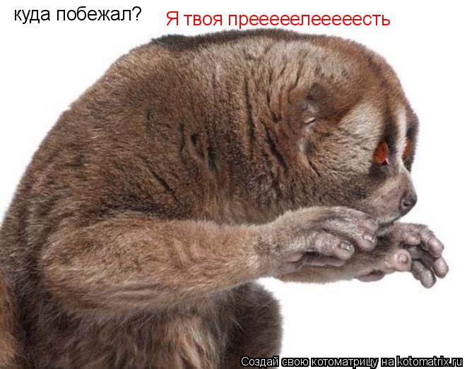 куда побежал? Я твоя прееееелееееесть... Котоматрица: куда побежал? Я твоя прееееелееееесть