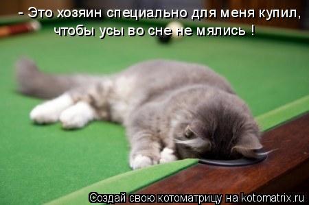- Это хозяин специально для меня купил, чтобы усы во сне не мялись !... Котоматрица: - Это хозяин специально для меня купил, чтобы усы во сне не мялись !
