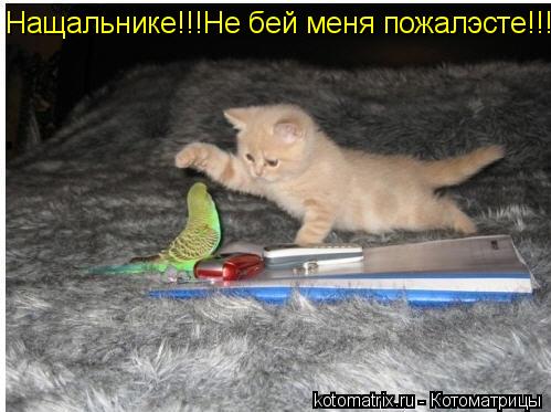 Нащальнике!!! Нащальнике!!!Не бей меня пожалэсте!!!... Котоматрица: Нащальнике!!! Нащальнике!!!Не бей меня пожалэсте!!!