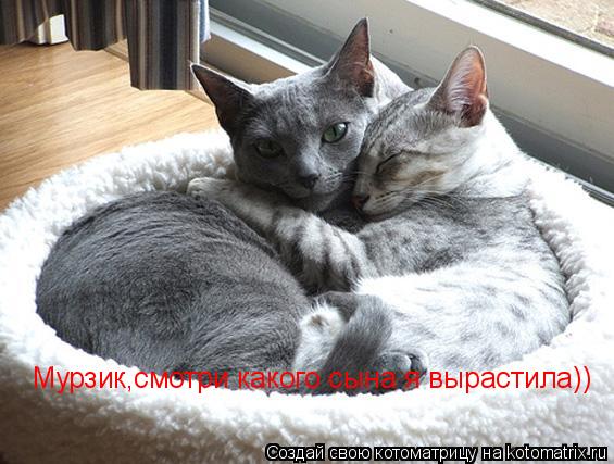 Мурзик,смотри какого сына я вырастила))... Котоматрица: Мурзик,смотри какого сына я вырастила))