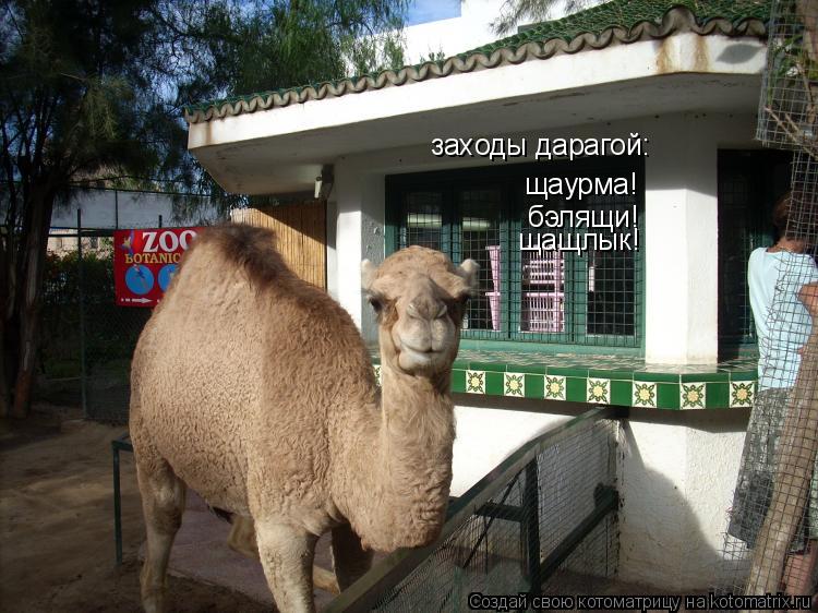 заходы дарагой: щаурма! бэлящи! щащлык!... Котоматрица: заходы дарагой: щаурма! бэлящи! щащлык!