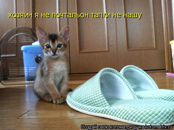 хозяин я не почтальон тапки не нашу... Котоматрица: хозяин я не почтальон тапки не нашу