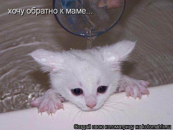 хочу обратно к маме...... Котоматрица: хочу обратно к маме...