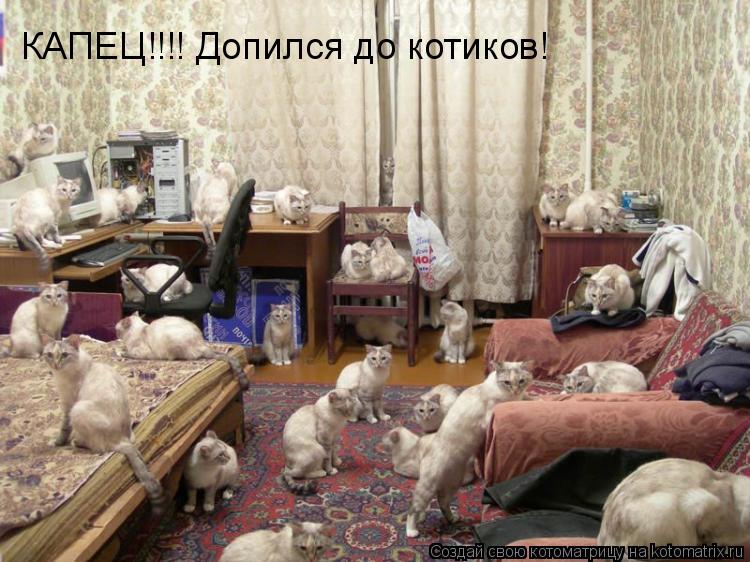 КАПЕЦ!!!! Допился до котиков!... Котоматрица: КАПЕЦ!!!! Допился до котиков!