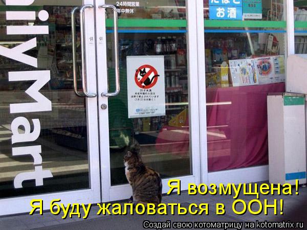Я буду жаловаться в ООН! Я возмущена!... Котоматрица: Я буду жаловаться в ООН! Я возмущена!