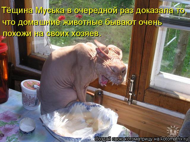 Тёщина Муська в очередной раз доказала то, что домашние животные бывают очень похожи на своих хозяев.... Котоматрица: Тёщина Муська в очередной раз доказала то, что домашние животные бывают очень похожи на своих хозяев.