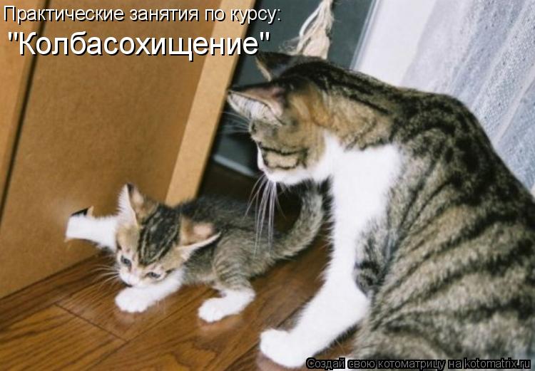 Практические занятия по курсу: "Колбасохищение"... Котоматрица: Практические занятия по курсу: "Колбасохищение"