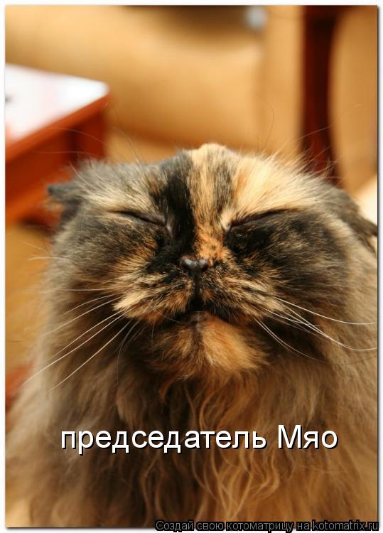 председатель Мяо... Котоматрица: председатель Мяо