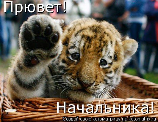 Прювет! Начальника!... Котоматрица: Прювет! Начальника!