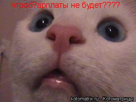 чтооо?арплаты не будет????... Котоматрица: чтооо?арплаты не будет????