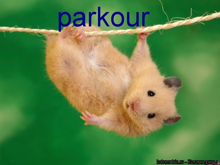 parkour... Котоматрица: parkour