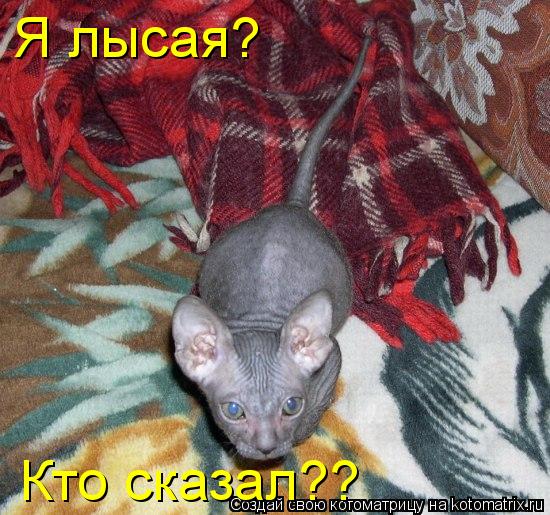 Я лысая? Кто сказал??... Котоматрица: Я лысая? Кто сказал??