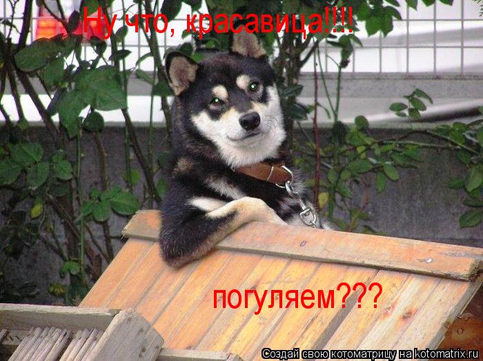 Ну что, красавица!!!! погуляем???... Котоматрица: Ну что, красавица!!!! погуляем???