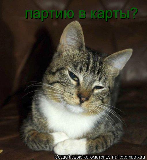 партию в карты?... Котоматрица: партию в карты?