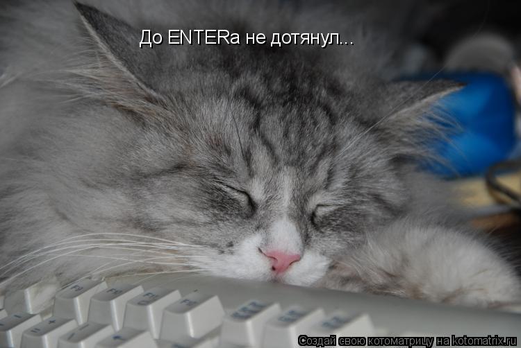 До ENTERa не дотянул...... Котоматрица: До ENTERa не дотянул...