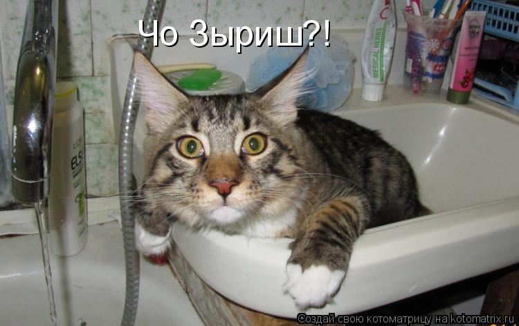 Чо Зыриш?!... Котоматрица: Чо Зыриш?!