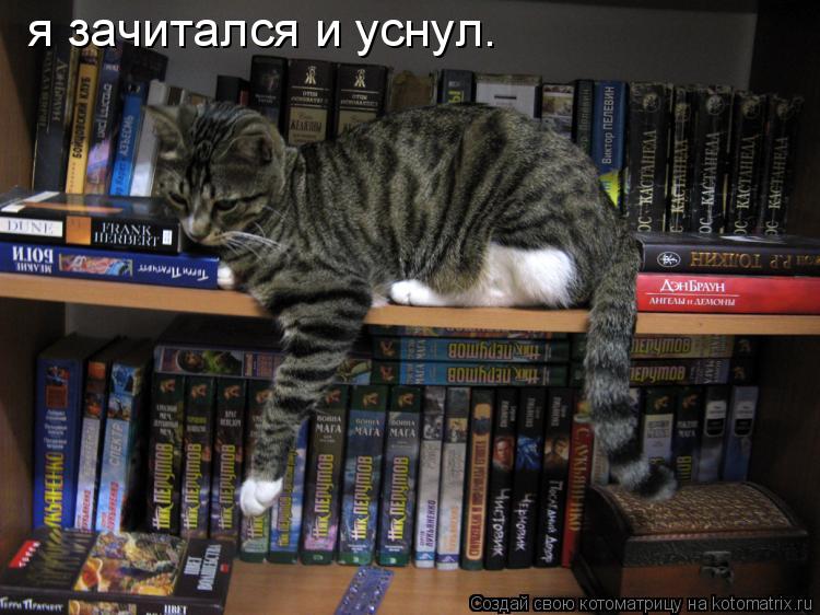 я зачитался и уснул.... Котоматрица: я зачитался и уснул.