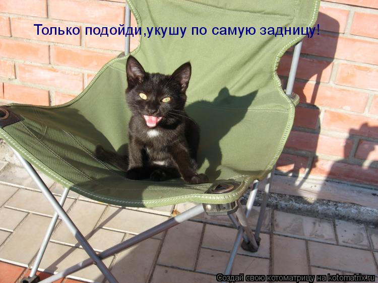 Только подойди,укушу по самую задницу!... Котоматрица: Только подойди,укушу по самую задницу!
