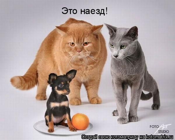 Это наезд!... Котоматрица: Это наезд!