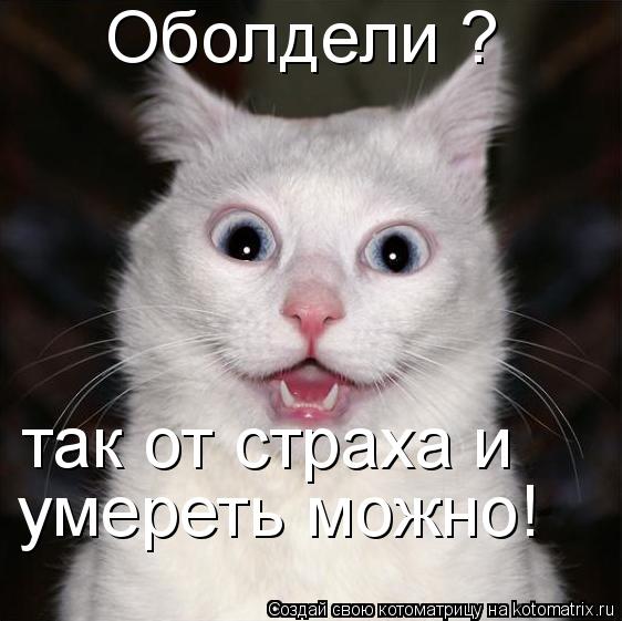 Оболдели ? так от страха и умереть можно!... Котоматрица: Оболдели ? так от страха и умереть можно!