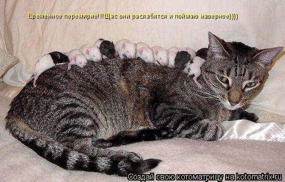 Временное перемирие!!!Щас они раслабятся и поймаю наверное))))... Котоматрица: Временное перемирие!!!Щас они раслабятся и поймаю наверное))))