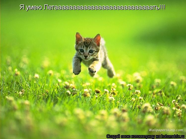 Я умею Летааааааааааааааааааааааааааать!!!... Котоматрица: Я умею Летааааааааааааааааааааааааааать!!!