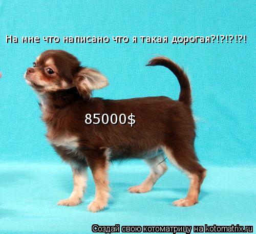 85000$ На мне что написано что я такая дорогая?!?!?!?!... Котоматрица: 85000$ На мне что написано что я такая дорогая?!?!?!?!